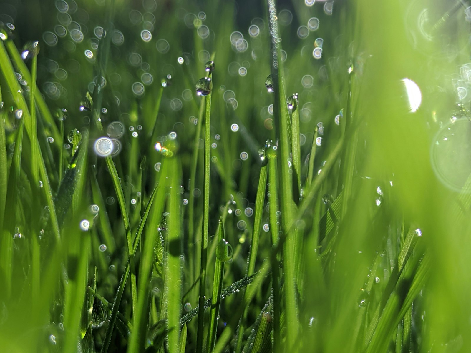 Close-up of morning dew on freshly cut Bermuda blades after watering.