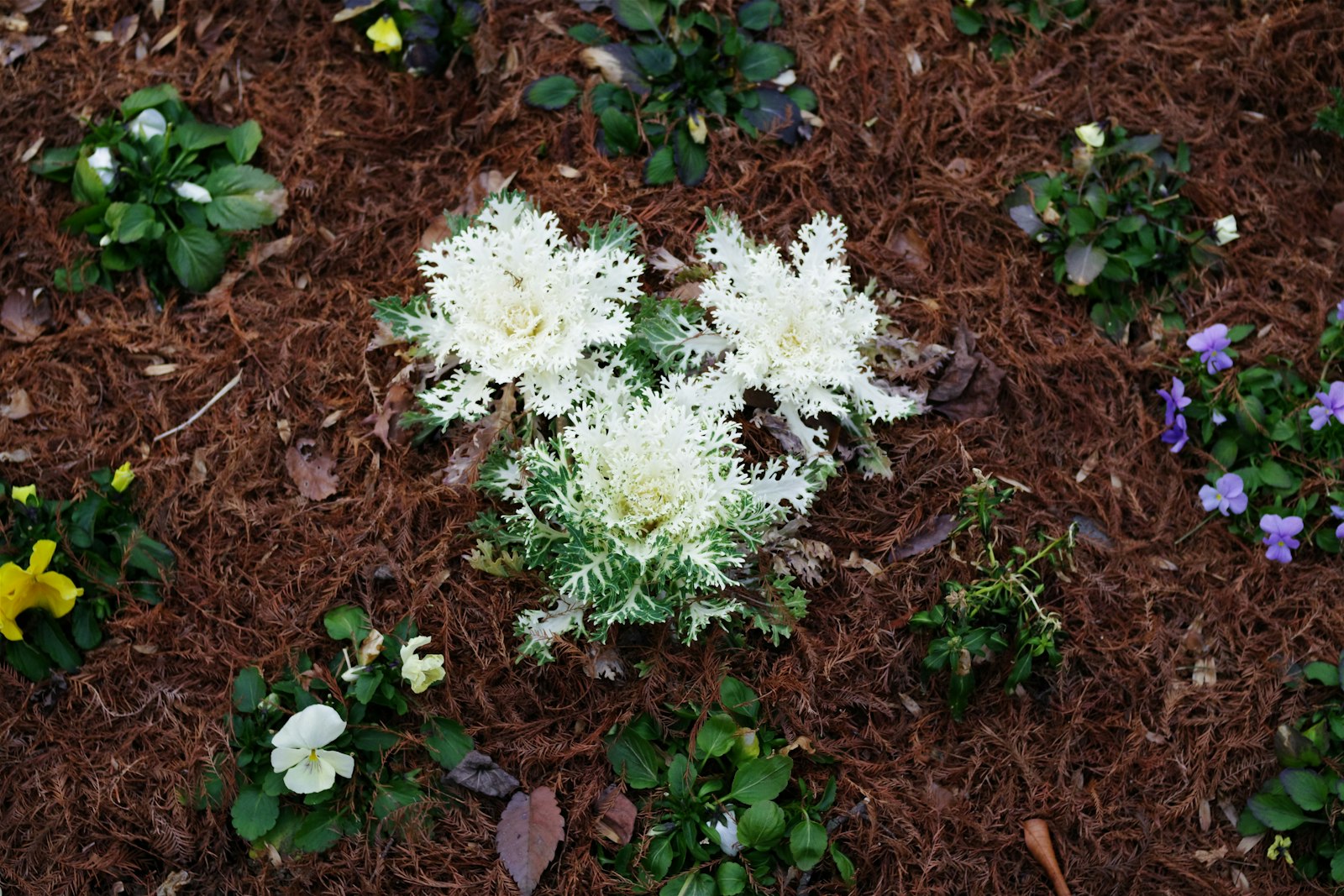 Front-yard flower bed mulched in dark hardwood after seasonal bed work.