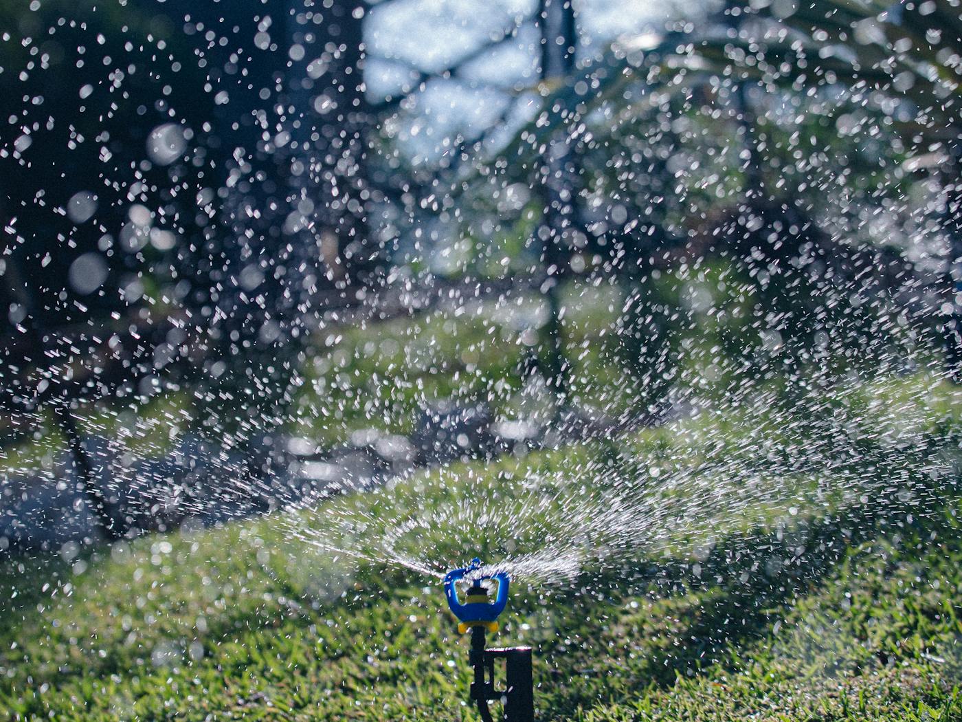 Pop-up sprinkler head mid-arc, freshly serviced and re-aimed.