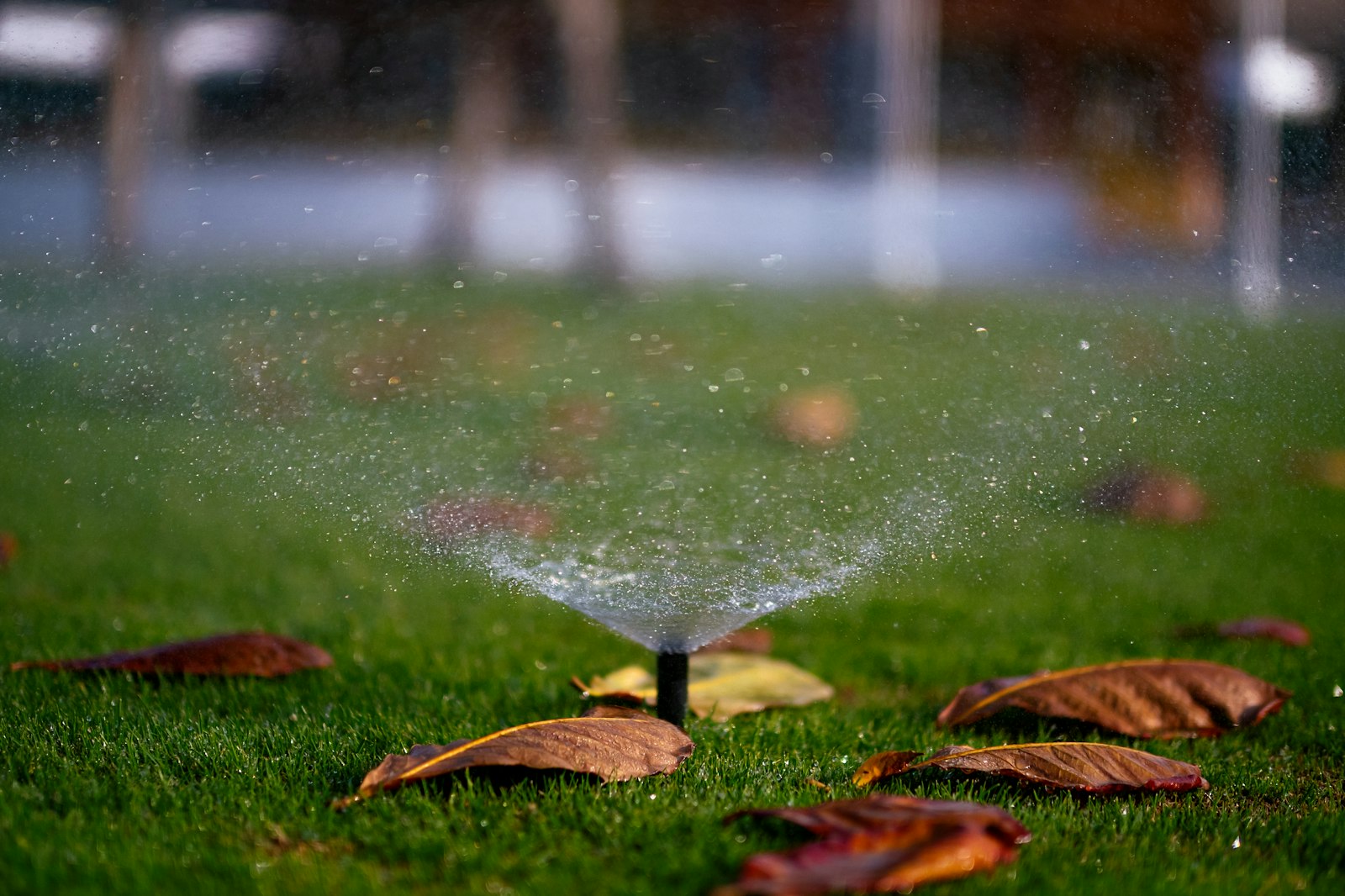 Water droplets on lawn blades during early-morning sprinkler cycle.
